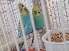 Budgies
