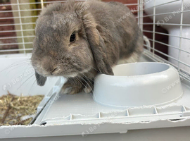 Mini Lop bunny