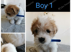 Shih tzu x jorkie pups