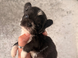 Chihuahua puppies