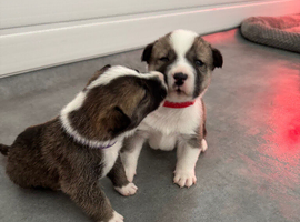 70% Akita x staff 30%