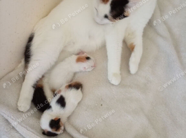 Beautiful newborn kittens ready in several weeks
