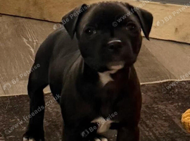 Staffie puppies