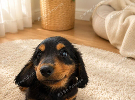 Long haired dachshunds
