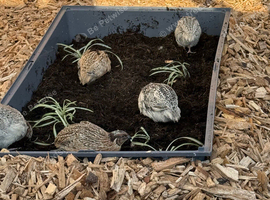 Coturnix quail males