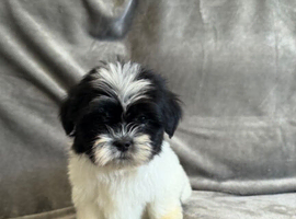 Lhasa apso puppies