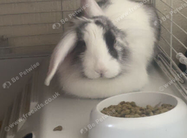 Thumper