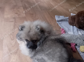 Pomeranian puppy