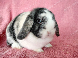 Mini lop girls for sale