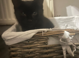 10&rsquo; weeks old kittens