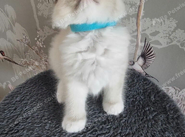 Ragdoll kittens