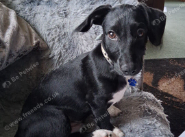 Daushound