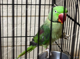 Baby Alexandrine parrot