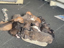 6 American X Staffy Puppies For Sale