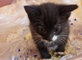 Beautiful cute mixed breed kittens