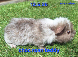 Hairy guinea pig boys