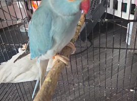 Indian ring necks
