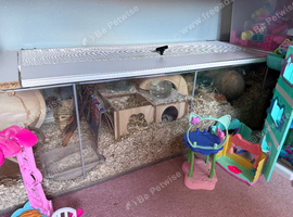 Young Syrian hamster white and brown