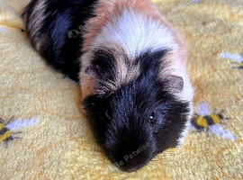 3 Male/Boar Guinea Pigd