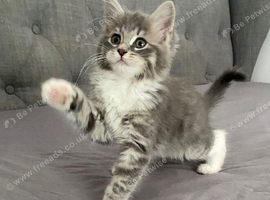 mainecoon x ragdoll  (Ragcoon) kittens