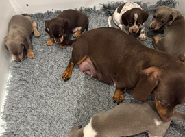 4 Beautiful Miniature Dachshund Puppies