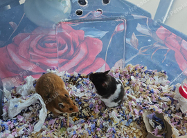 4 Baby Syrian Hamsters(Litter Two) in Billingham
