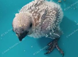 Handreared Jenday Conure