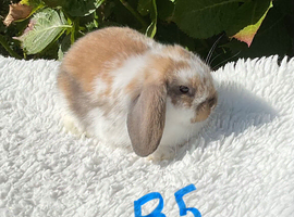 Pure bred mini lops .