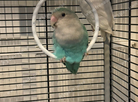 Pair of love birds