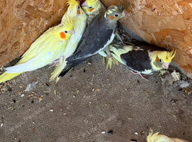 Mixed cockatiels for sale