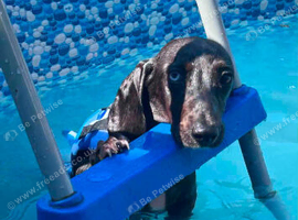Dachshund cross spaniel