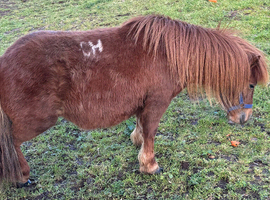 Mini Shetland mare