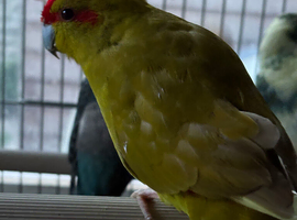 Stunning young Kakariki for sale