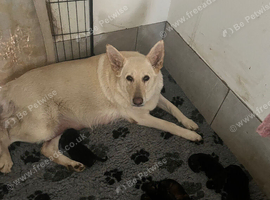 German Shepherd puppies for sale