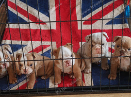 English bulldog