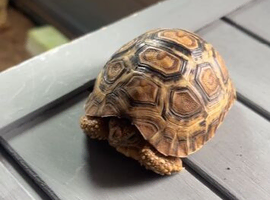 Leopard Tortoise