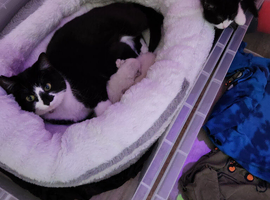 2 beautiful kittens