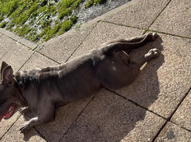 Female pocket bully 18months old