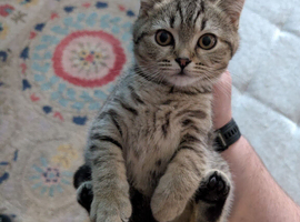 Nora