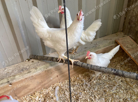 White Leghorn POL