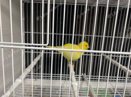 Fife canary for sale