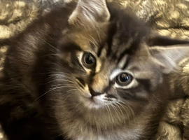 1 female 1 male half ragdoll kittens