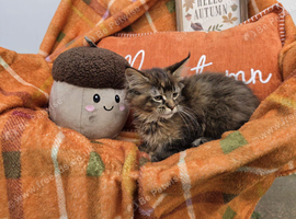 Pedigree maine coon kittens