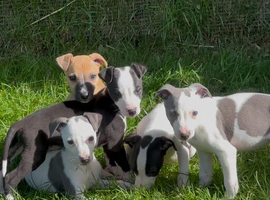 Whippet puppy&rsquo;s
