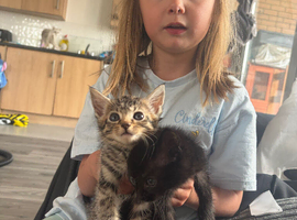 3 kittens for sale