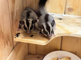 2xbaby sugar gliders