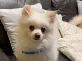 Male Pomeranian for Sale