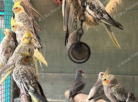 Cockatiels babies ready for new homes.