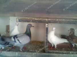 for sale race pigeons