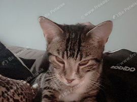 Male cat